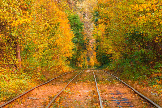 Autumn forest through which an old tram rides Ukraine photo