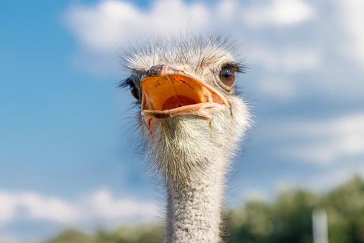 Beautiful ostriches on a farm against a blue sky photo