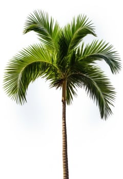 AI generated palm on white background isolated photo