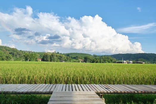 The wooden walkway in the beautiful green Asian agriculture rice field plantation, abundant grain products for fresh organic foods, glow for harvest, cultivated land, and natural background texture. photo