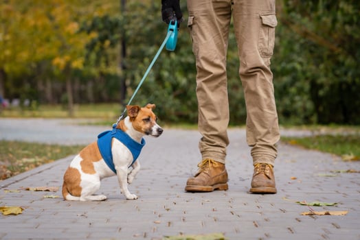 Jack Russell for a walk on a leash with his owner in the park photo