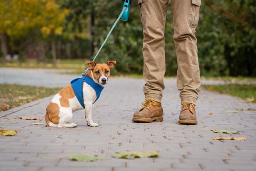 Jack Russell for a walk on a leash with his owner in the park photo
