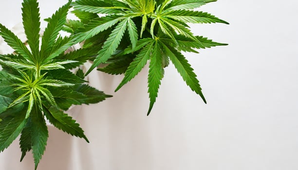 Marijuana plant isolated on white background photo