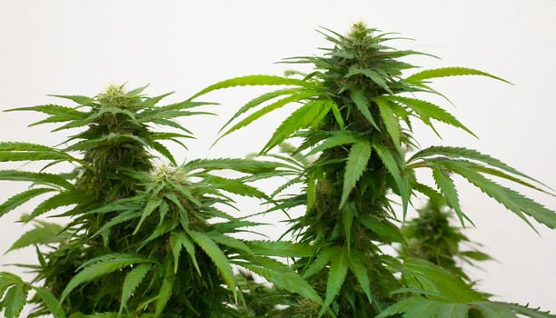 Marijuana plant isolated on white background photo