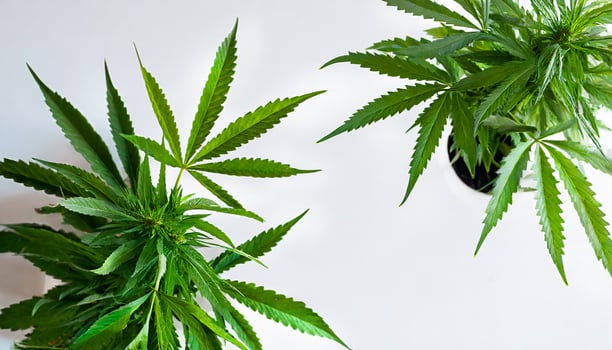 Marijuana plant isolated on white background photo