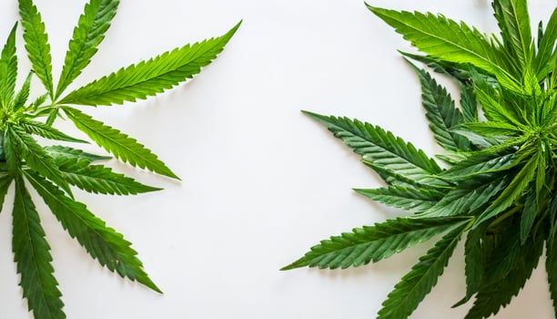 Marijuana plant isolated on white background photo