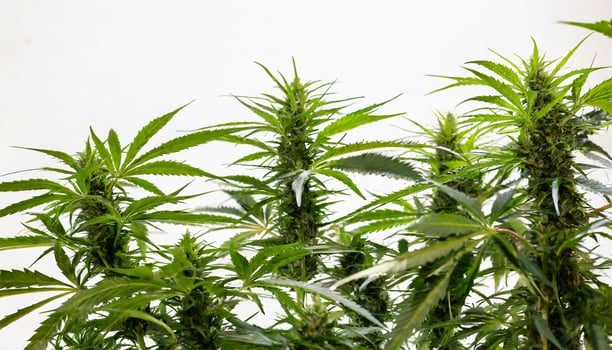 Marijuana plant isolated on white background photo