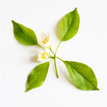 Flower petals isolated on white background photo