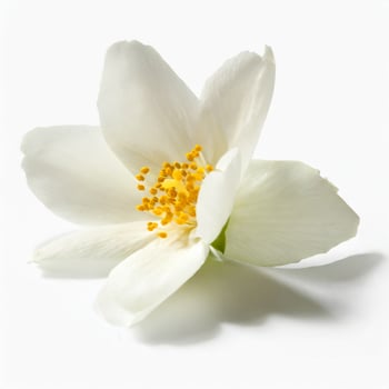 Flower petals isolated on white background photo