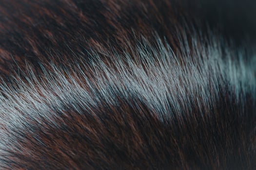 The fur of male dogs alternates between black, brown, and white. photo