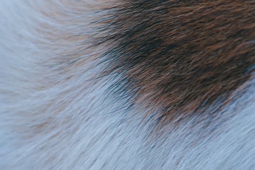 The fur of male dogs alternates between black, brown, and white. photo