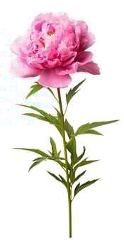 AI generated Peony isolated on white background. AI Generated photo