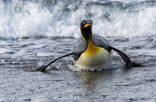 King penguin, Aptenodytes patagonicus,  coming out of the water, Salisbury Plain, South Georgia Island, Antarctic photo