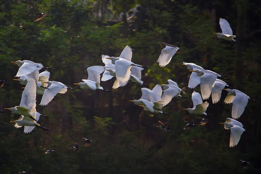 Bird Photography, Bird Picture, Most Beautiful Bird Photography, Nature Photography photo