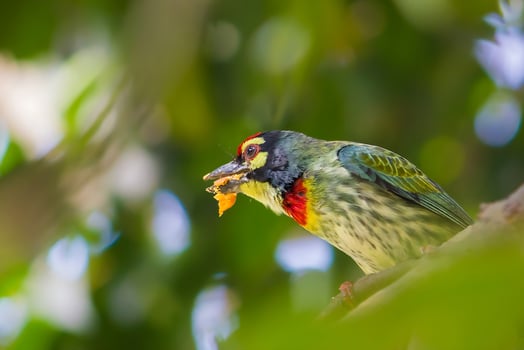 Bird Photography, Bird Picture, Most Beautiful Bird Photography, Nature Photography photo