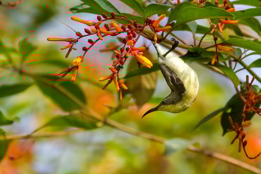 Bird Photography, Bird Picture, Most Beautiful Bird Photography, Nature Photography photo