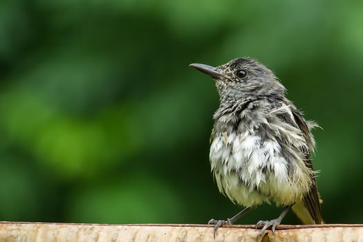 Bird Photography, Bird Picture, Most Beautiful Bird Photography, Nature Photography photo
