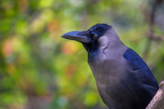 Bird Photography, Bird Picture, Most Beautiful Bird Photography, Nature Photography photo