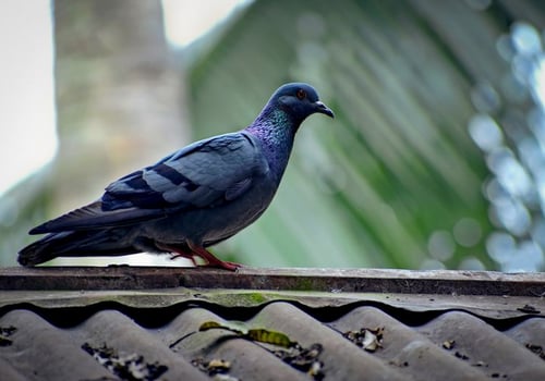 Bird Photography, Bird Picture, Most Beautiful Bird Photography, Nature Photography photo