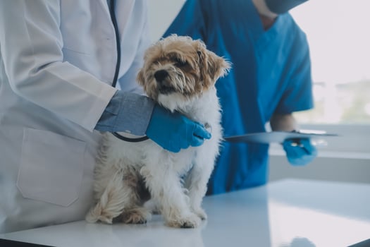 Vet examining dog and cat. Puppy and kitten at veterinarian doctor. Animal clinic. Pet check up and vaccination. Health care. photo