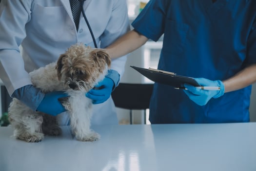 Vet examining dog and cat. Puppy and kitten at veterinarian doctor. Animal clinic. Pet check up and vaccination. Health care. photo