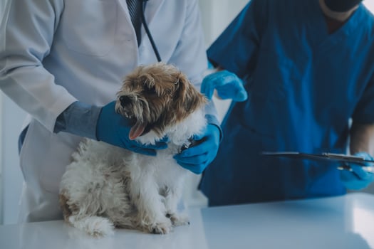 Vet examining dog and cat. Puppy and kitten at veterinarian doctor. Animal clinic. Pet check up and vaccination. Health care. photo