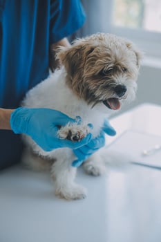 Vet examining dog and cat. Puppy and kitten at veterinarian doctor. Animal clinic. Pet check up and vaccination. Health care. photo