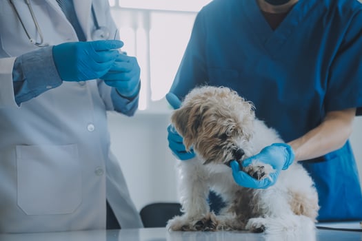 Vet examining dog and cat. Puppy and kitten at veterinarian doctor. Animal clinic. Pet check up and vaccination. Health care. photo