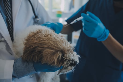 Vet examining dog and cat. Puppy and kitten at veterinarian doctor. Animal clinic. Pet check up and vaccination. Health care. photo