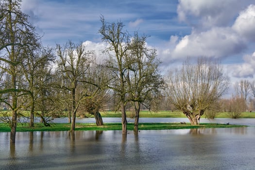flood in Urdenbacher Kaempe Nature Reserve at Rhine River,old Rhine floodplain,Duesseldorf,Germany photo