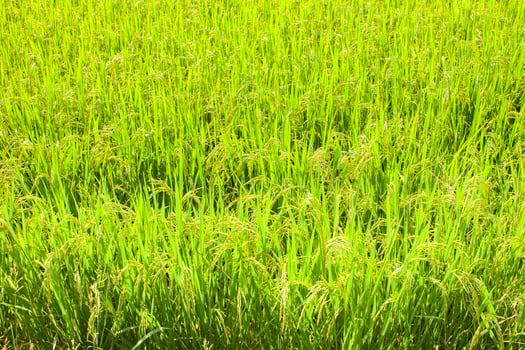 Rice field farm green and yellow color under cloudy sky photo