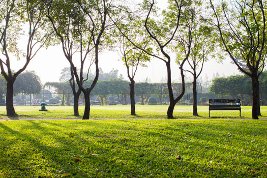 Green grass in park under tree at sunshine morning time photo