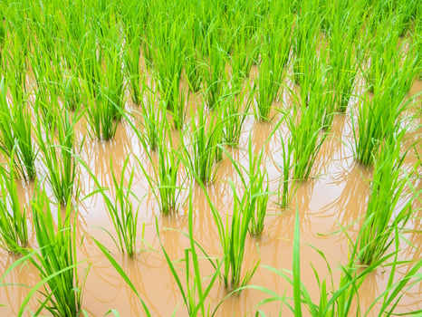 green grass of rice terrace in farm photo