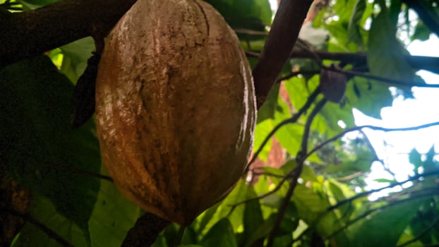 unripe brown fruit on the tree photo