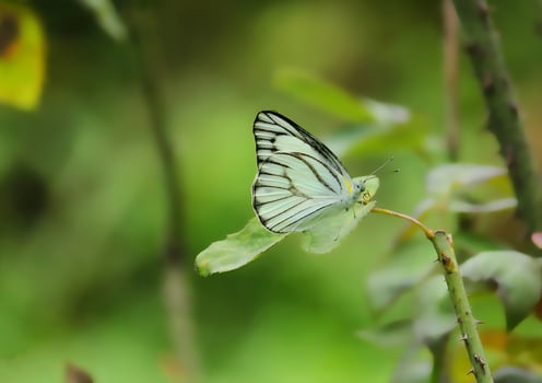 Beautiful Butterfly on Flower, Beautiful Butterfly, Butterfly Photography photo