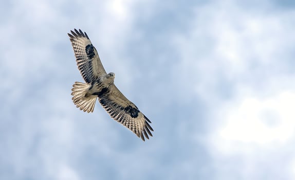 Bird Photography, Bird Picture, Most Beautiful Bird Photography, Nature Photography photo