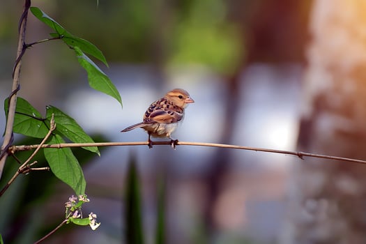 Bird Photography, Bird Picture, Most Beautiful Bird Photography, Nature Photography photo
