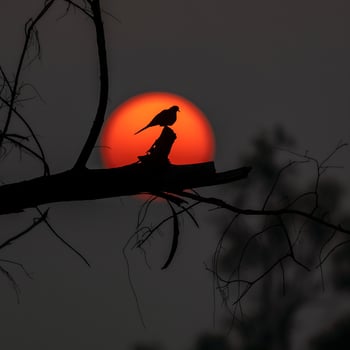 Bird Photography, Bird Picture, Most Beautiful Bird Photography, Nature Photography photo