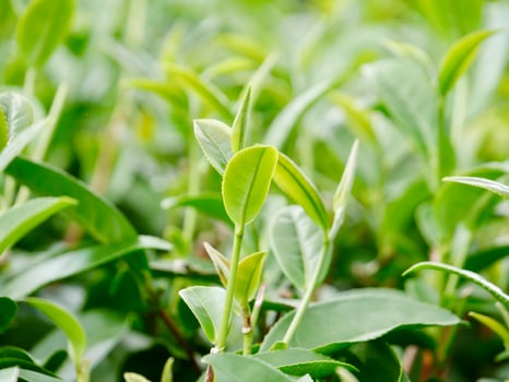 Top of Green tea leaf in the morning, tea plantation. Greentea bud and leaves, Green tea fresh leaves, Tea plantations, green plant plantation on the mountain photo