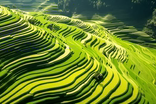 AI generated Top view or aerial shot of fresh green and yellow rice fields photo