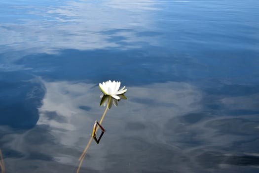 Beautiful white lotus flower and lily round leaves on the water after rain in river photo