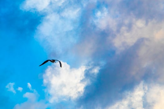 Flying seagull bird with blue sky background clouds in Mexico. photo