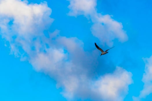 Flying seagull bird with blue sky background clouds in Mexico. photo