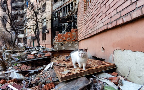 destroyed and burned houses in the city Russia Ukraine war photo