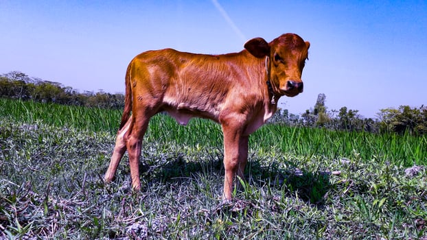 Cute Red Cow Calf In A Green Field photo