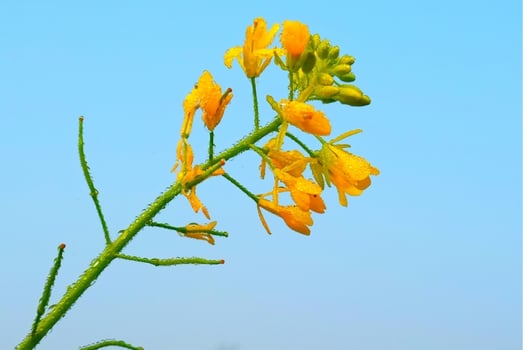 Blue sky background with dew drops on mustard flowers photo