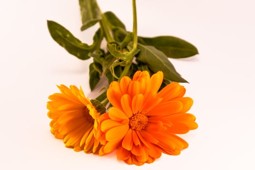 Calendula officinalis flowers on white background, asteraceae, calenduleae photo
