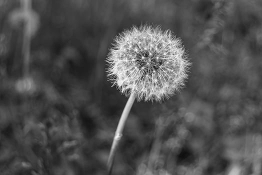 Beautiful wild growing flower seed dandelion on background meadow photo