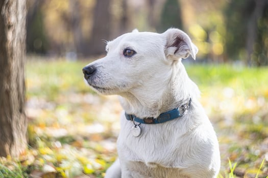 Photo of a Jack Russell Terrier dog