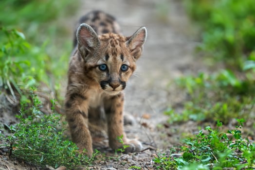Portrait baby cougar, mountain lion or puma photo
